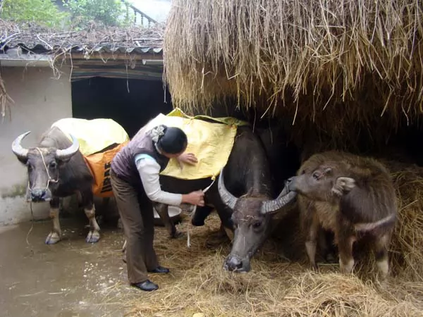 Một số biện pháp chống rét cho đàn gia súc, gia cầm